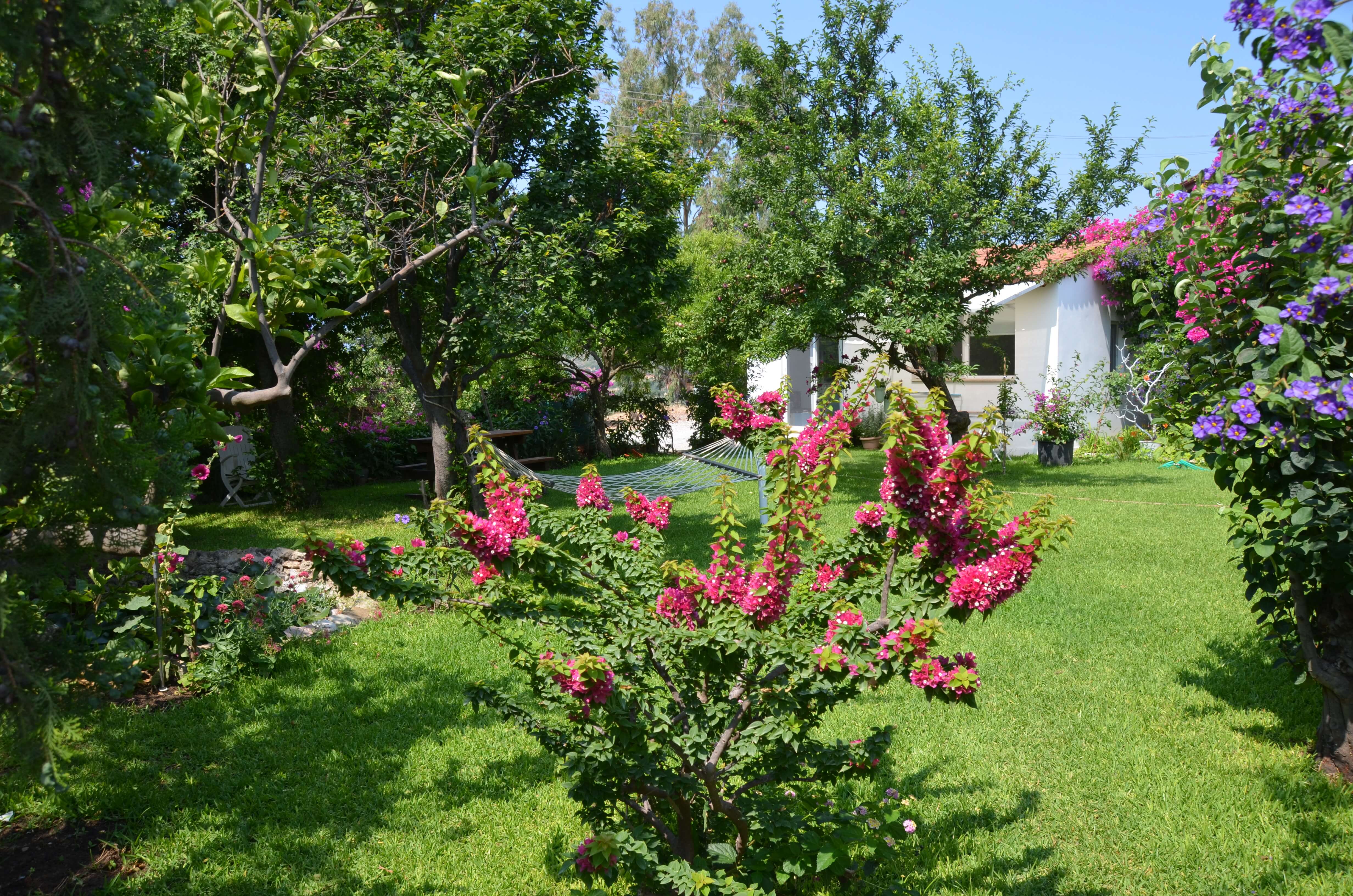 Sardunya oda fotoğrafı